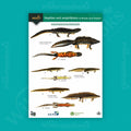 Reptiles and amphibians of Britain and Ireland WildID guide (OP55)