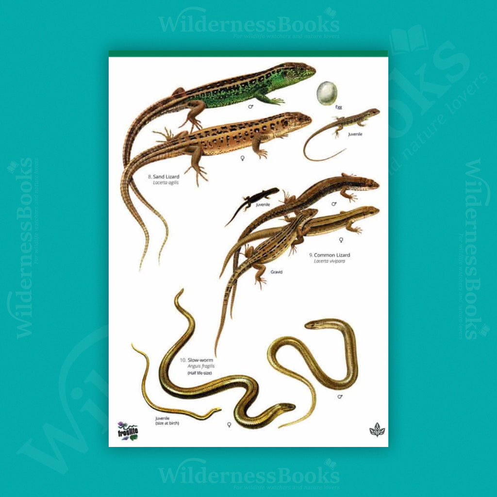 Reptiles and amphibians of Britain and Ireland WildID guide (OP55)