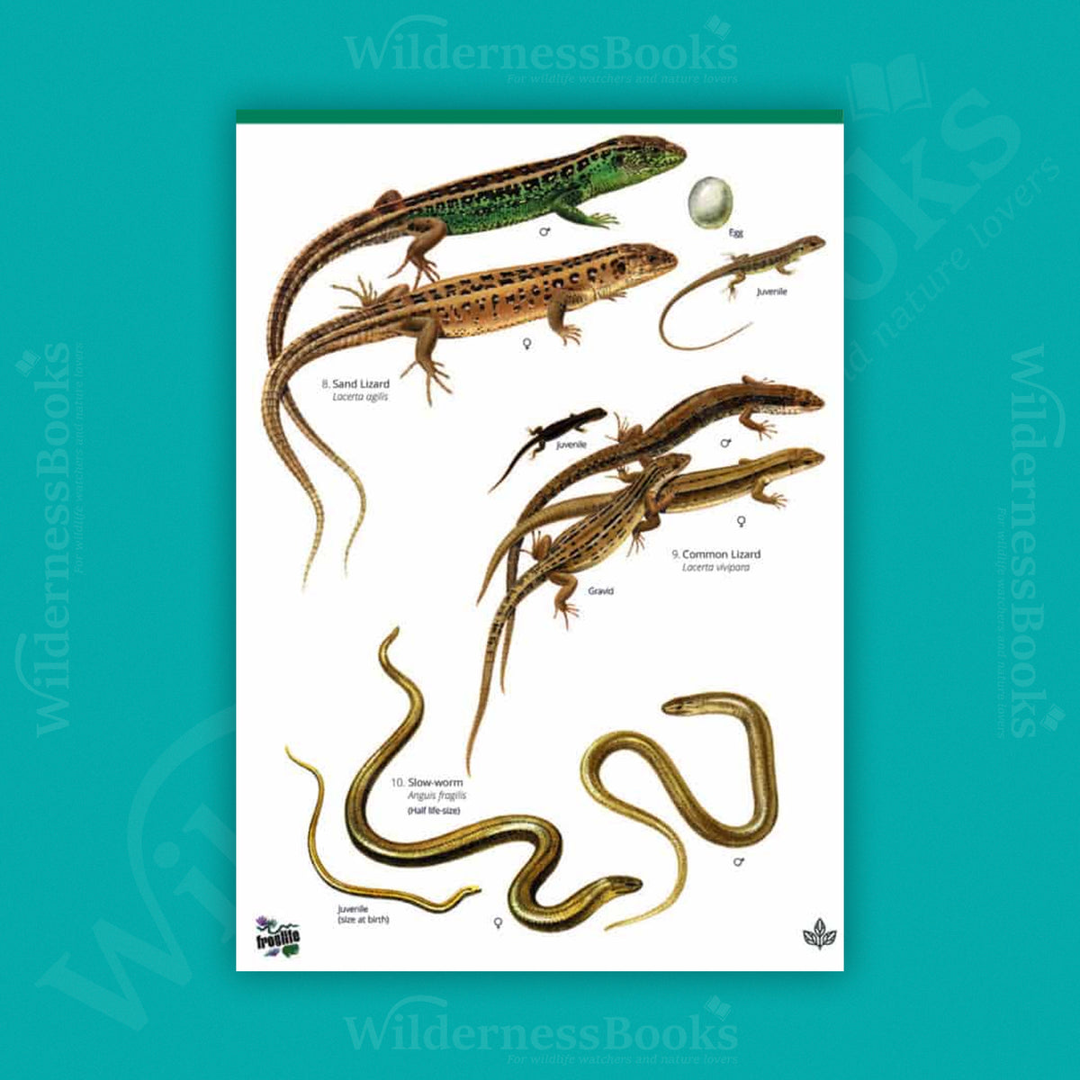 Reptiles and amphibians of Britain and Ireland WildID guide (OP55)