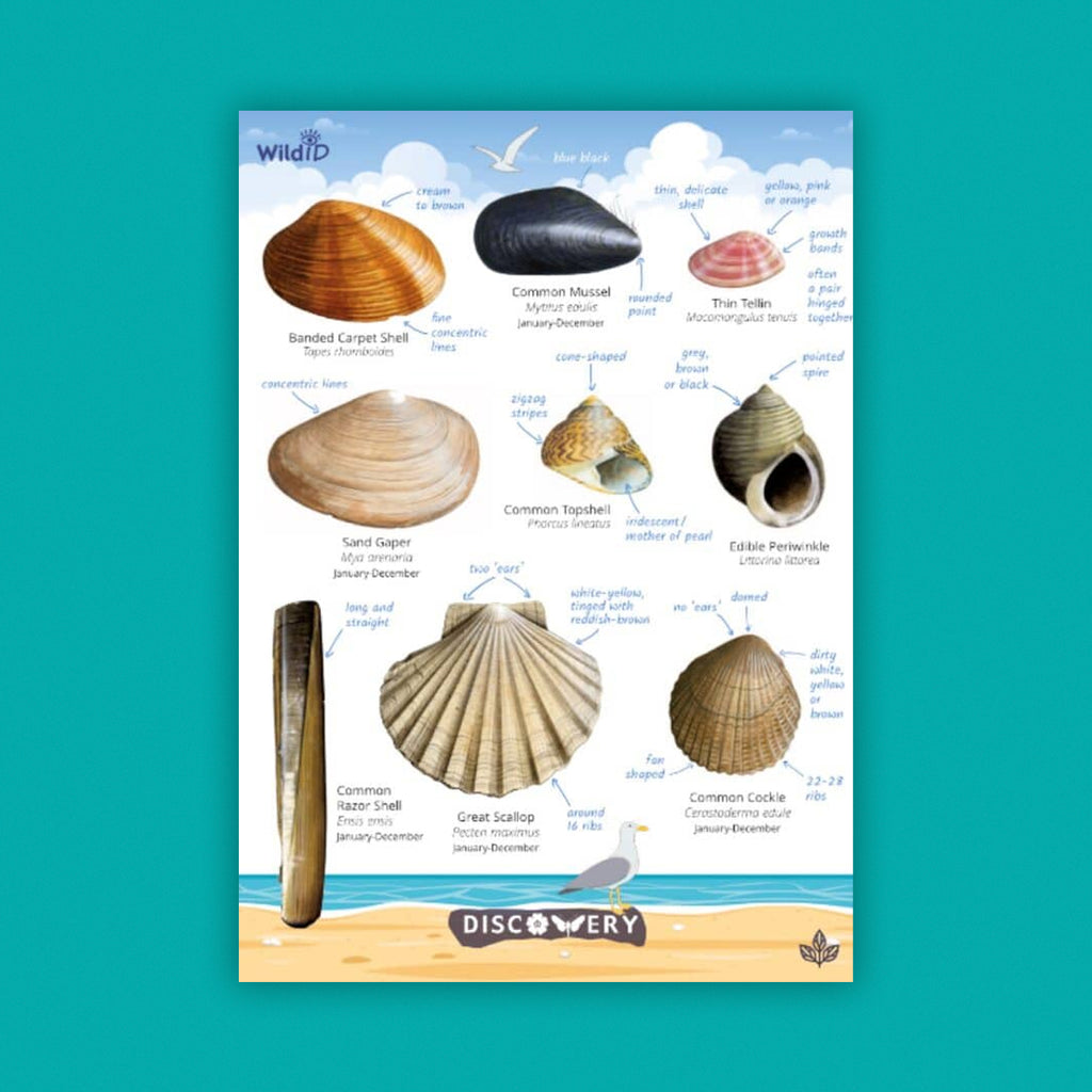 WildID Discovery Guides: Seaside Wildlife (FSC) DG06