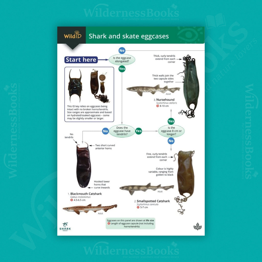 Shark and Skate Eggcasess WildID guide (OP210)