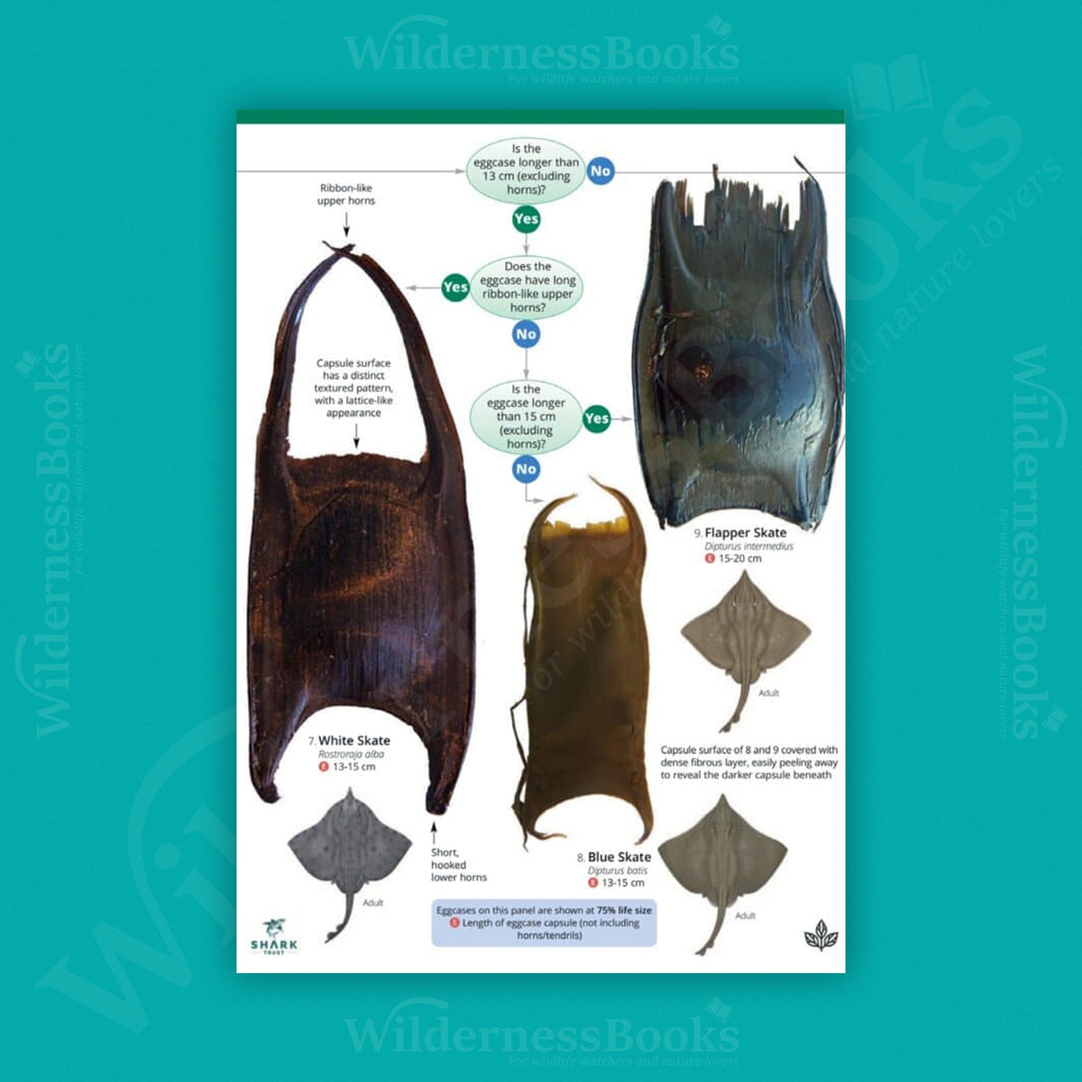 Shark and Skate Eggcasess WildID guide (OP210)