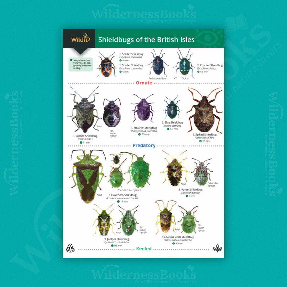 Shieldbugs of the British Isles WildID guide (OP85)