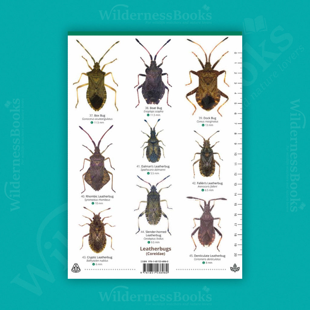 Shieldbugs of the British Isles WildID guide (OP85)