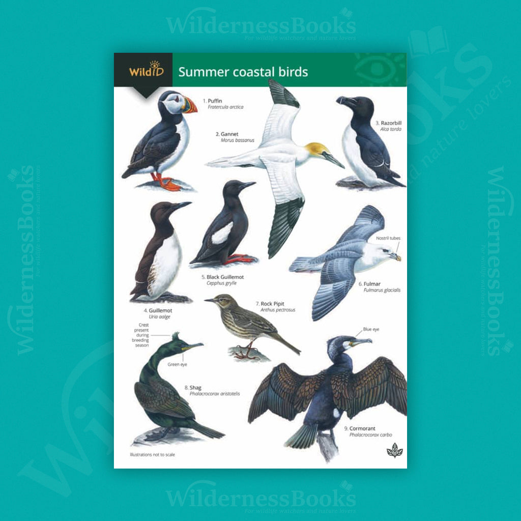 Summer Coastal Birds WildID guide (OP161)