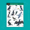 Summer Coastal Birds WildID guide (OP161)