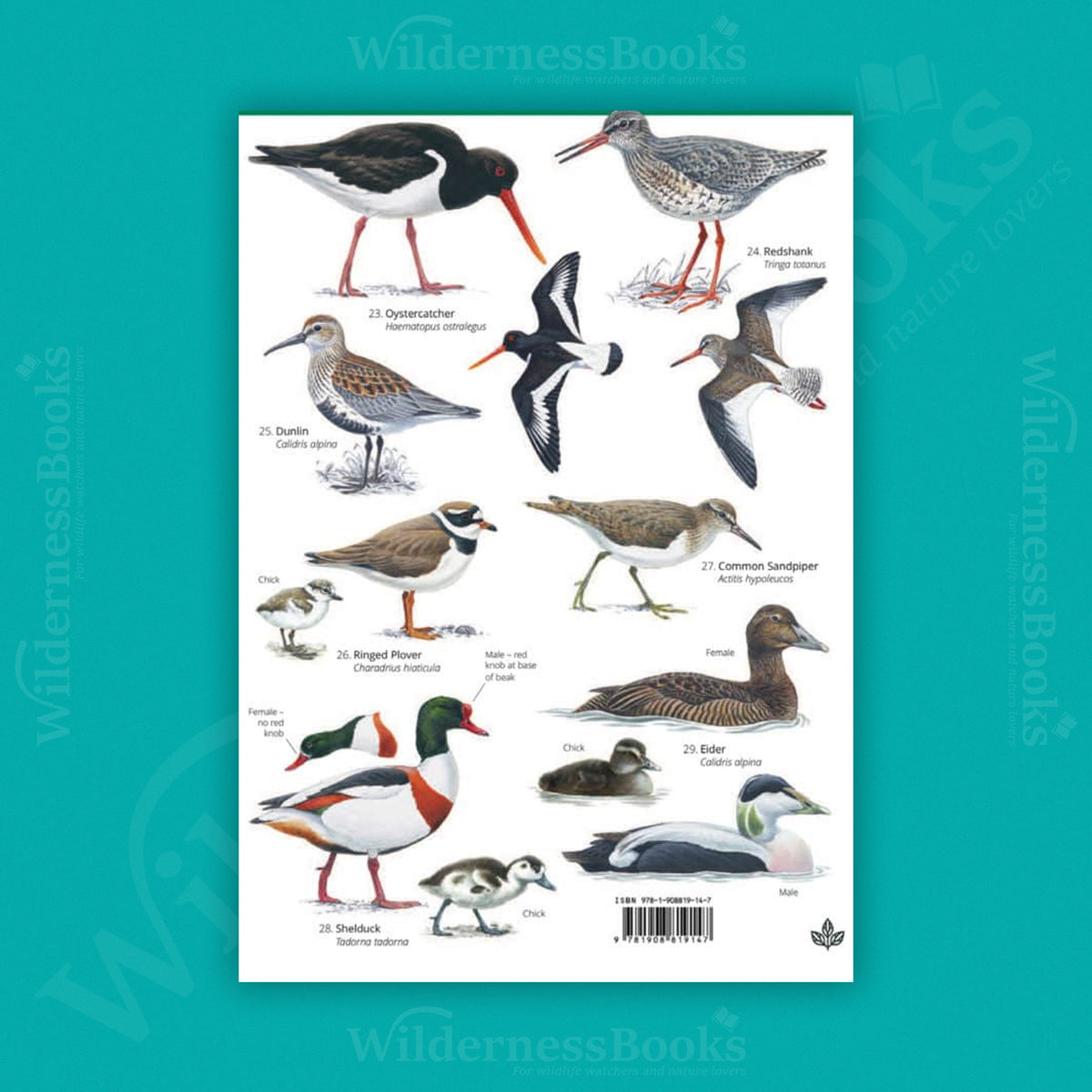 Summer Coastal Birds WildID guide (OP161)