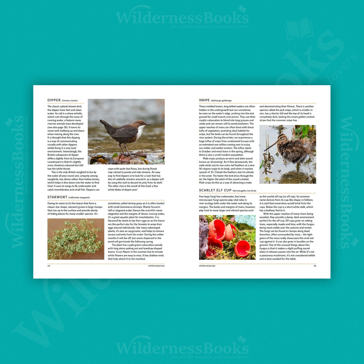 The Great British River: A guide to our waterways and river wildlife