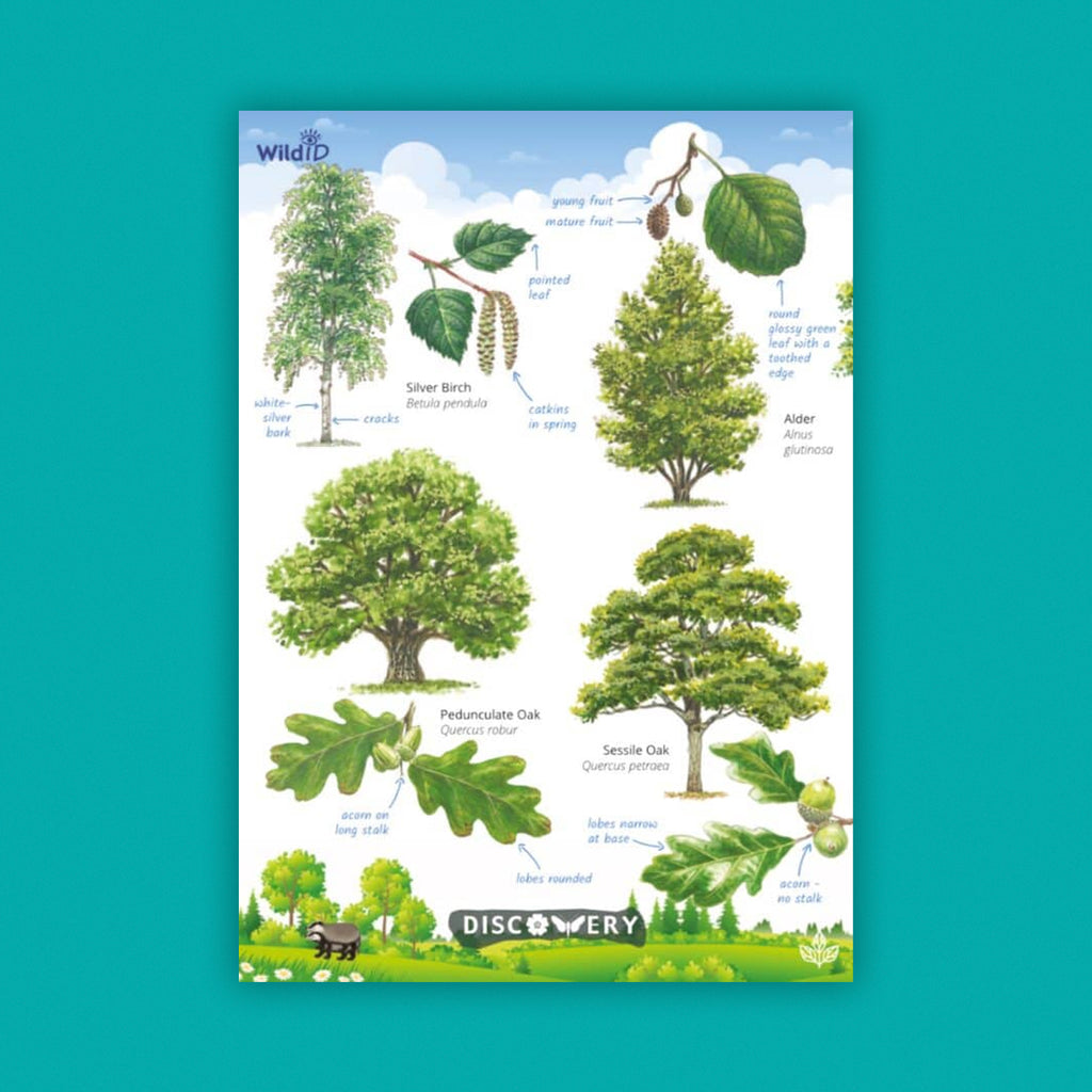 WildID Discovery Guides: Trees and Shrubs (FSC) DG02