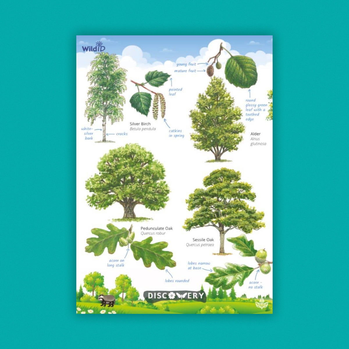 WildID Discovery Guides: Trees and Shrubs (FSC) DG02