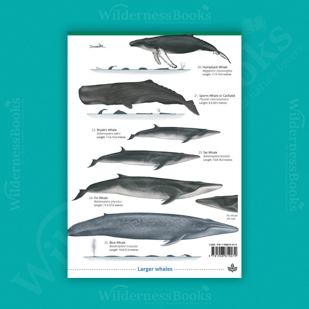 UK Cetaceans and Seals WildID guide (OP155)