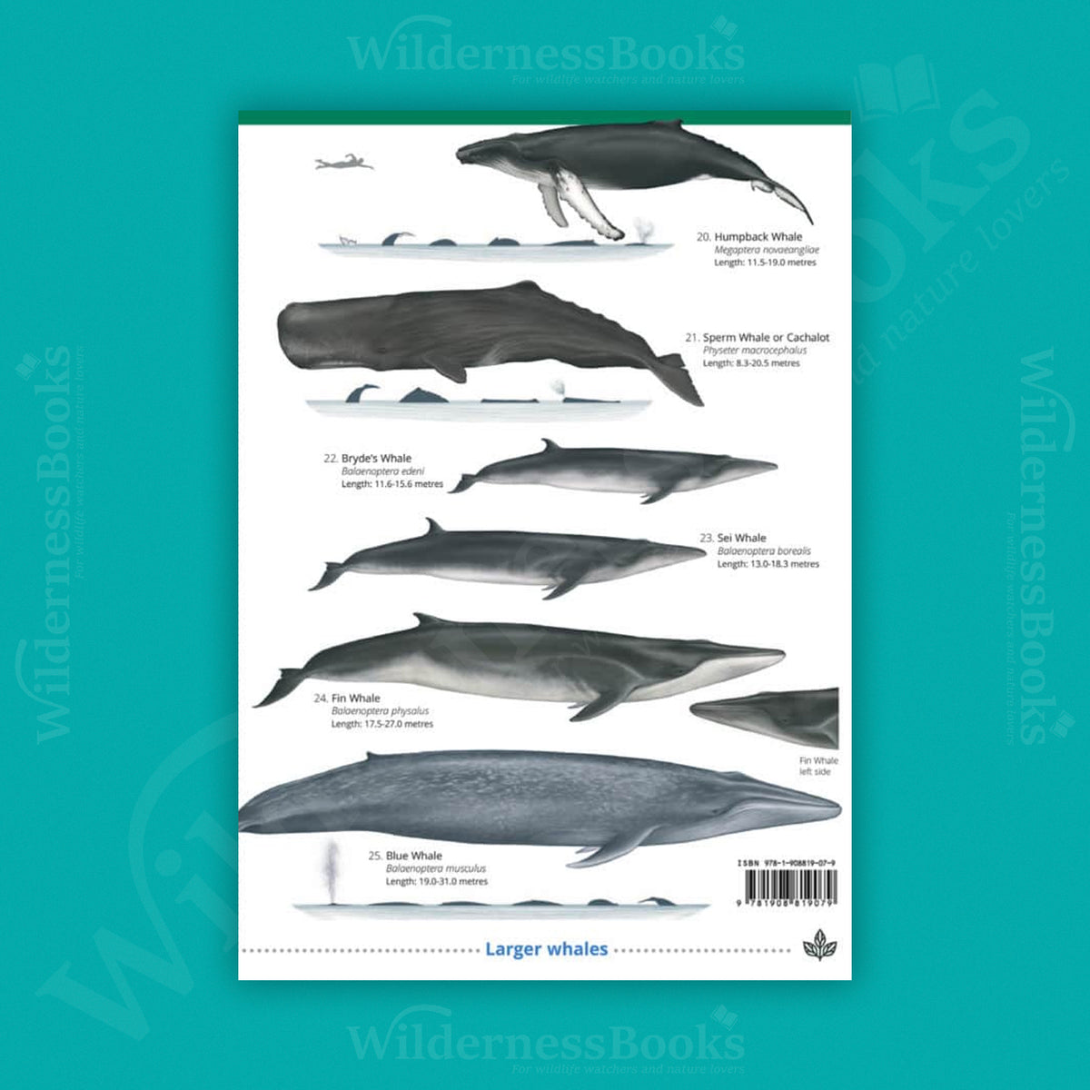 UK Cetaceans and Seals WildID guide (OP155)