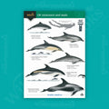 UK Cetaceans and Seals WildID guide (OP155)