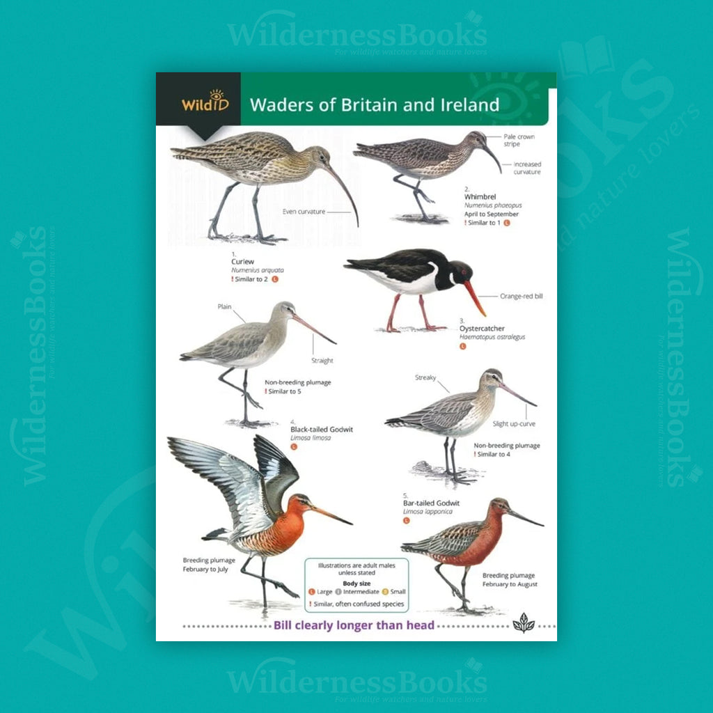 Waders of Britain an Ireland WildID guide (OP212)