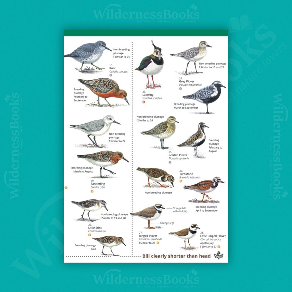 Waders of Britain an Ireland WildID guide (OP212)