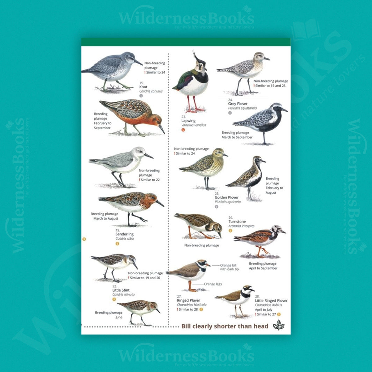 Waders of Britain an Ireland WildID guide (OP212)