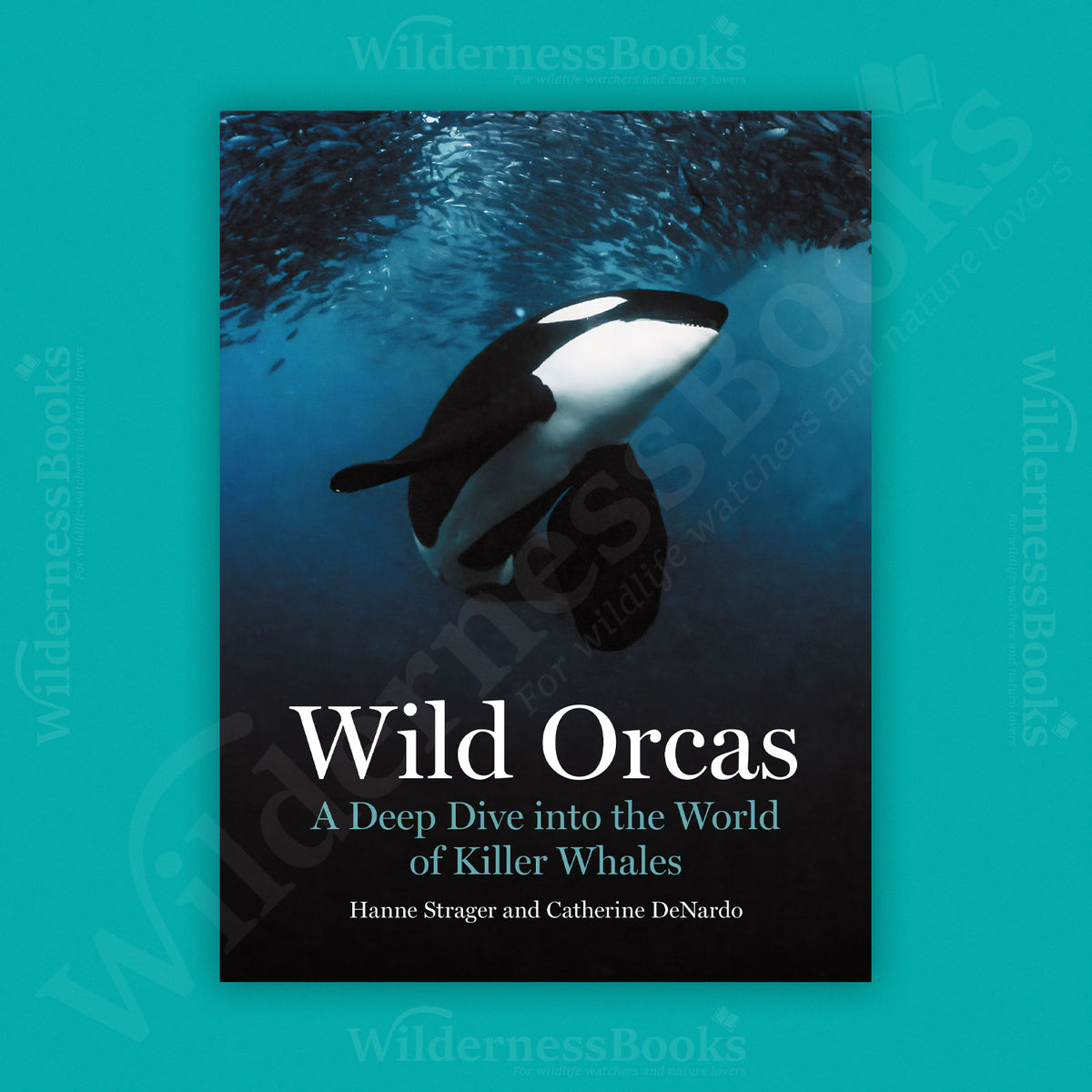 Wild Orcas: A Deep Dive into the World of Killer Whales