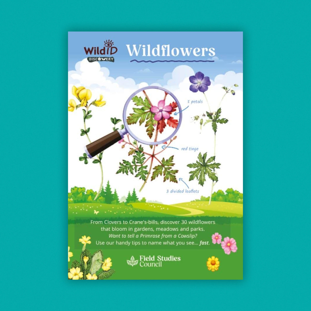 WildID Discovery Guides: Wildflowers (FSC) DG03