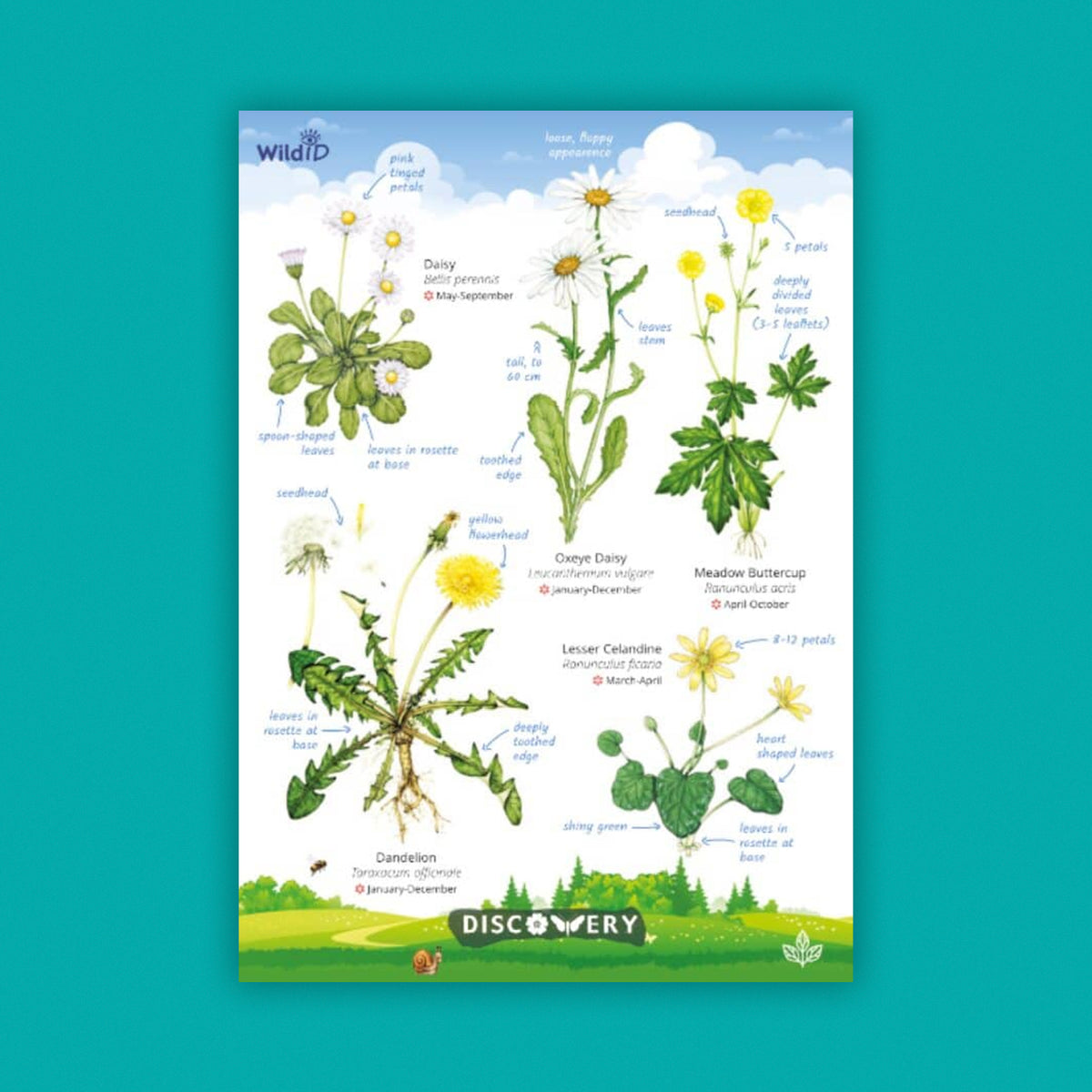WildID Discovery Guides: Wildflowers (FSC) DG03