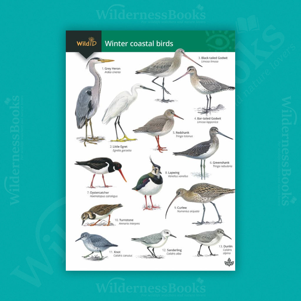 Winter Coastal Birds WildID guide (OP179)