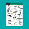 Winter Coastal Birds WildID guide (OP179)