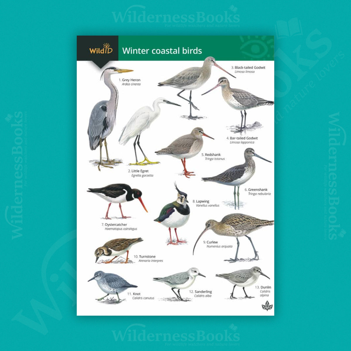 Winter Coastal Birds WildID guide (OP179)