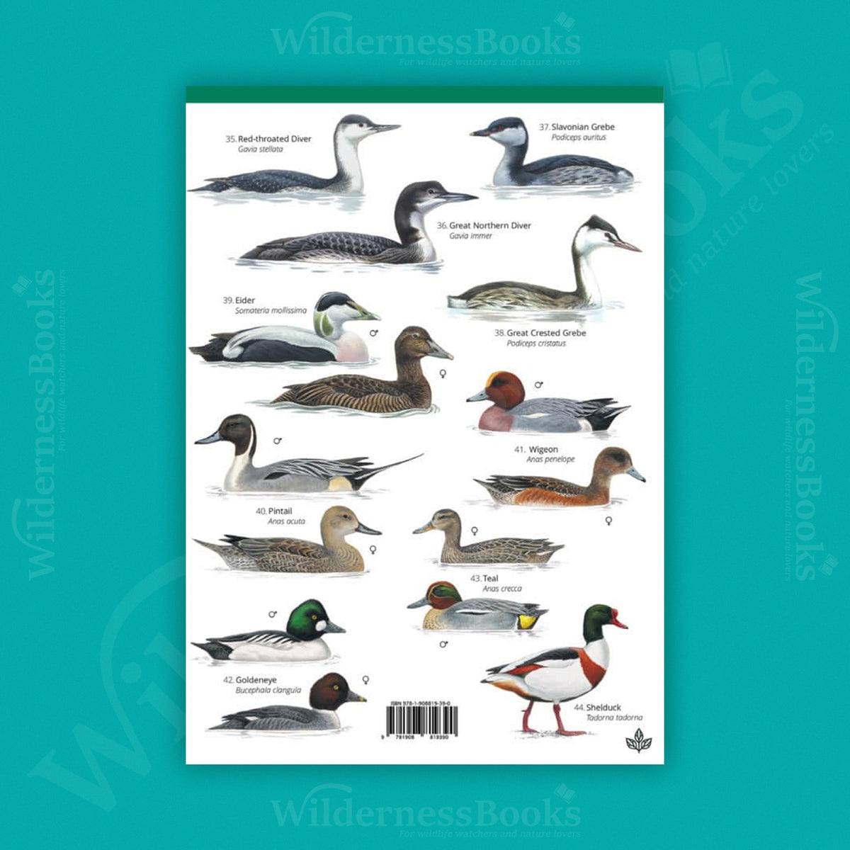 Winter Coastal Birds WildID guide (OP179)